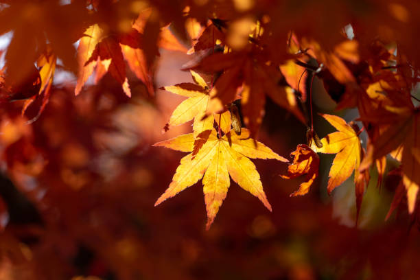 istock Autumn season 1695338335