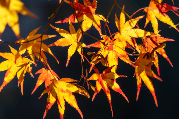 istock Autumn season 1695338342