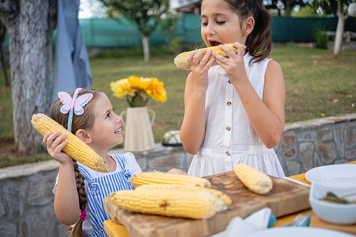 Caucasian sisters eating corn, during the family lunch preparation