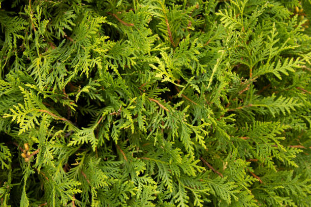 istock coniferous branches of bright green thuja 1695339995