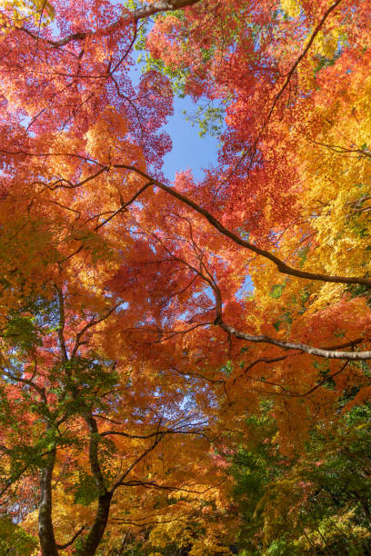 istock Autumn season 1695340316