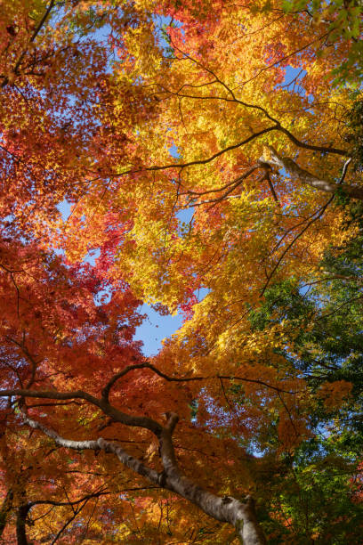 istock Autumn season 1695340520