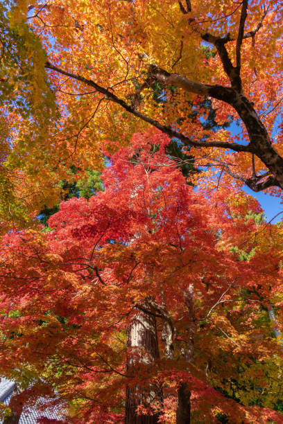 istock Autumn season 1695342217