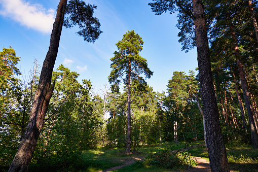 Tall pine tree in the summer forest. Walk in the pine forest