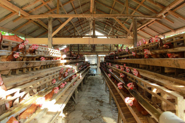 kandang ayam 