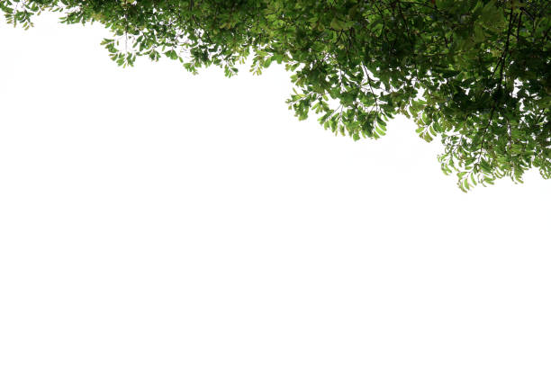 istock Green leaves, white background, space to work 1695375013