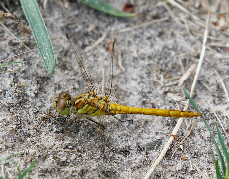 Tot 35-44mm, Ab 20-30mm, Hw 24-30mm.\nOne of the larger Sympetrum species. In the field, males may be noticed because they seldom become as deeply red as other species and have a rather parallel-sided abdomen.\nHabitat: Wide range of places, especially preferring warm, stagnant waters. These are often shallow and bare, this species being a pioneer of newly created ponds. Occasionally in flowing or brackish water.\nFlight Season: May be seen all year in the Mediterranean. In Northern Europe, appears from early June, becoming abundant in July and flying into November. One of the last dragonflies to be encountered in autumn.\nDistribution: Common in most of our area, becoming less common relative to S. vulgatum in a north-easterly direction. Extends to Japan. Migrations are often seen and are sometimes massive.\n\nThis is a common Species in the Netherlands.