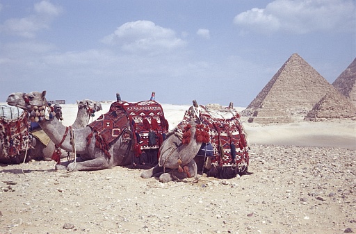 Giza Plateau, Cairo, Egypt, 1980. Riding camels on the Giza plateau. In the background the pyramids.