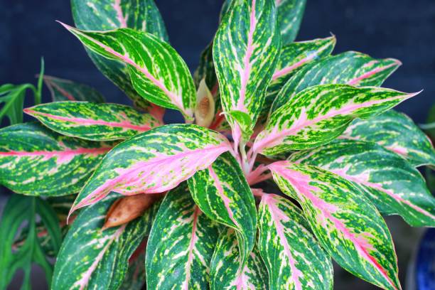 Aglonema butterfly ornamental plant