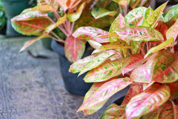istock Aglaonema Big Roy plant 1695380042