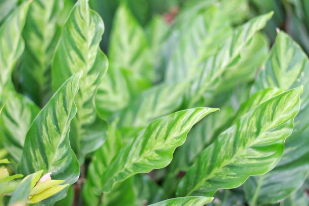 istock Calathea louisae plant 1695381661