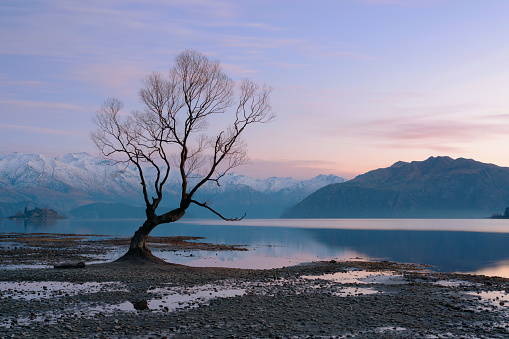 Pre-dawn at the tree at Lake Wanaka, on New Zealand's South Island.