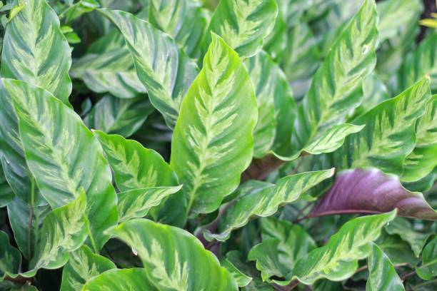 istock Calathea louisae plant 1695381700