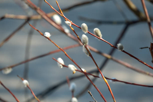 istock Selective focus fluffy sprigs of willow on blur background. Spring idea. 1695395442
