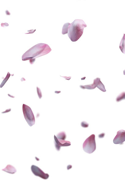 istock Rose petals flying overlay 1695397718
