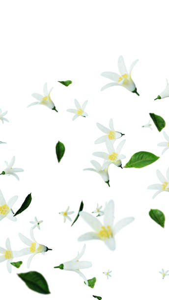 istock Flower and leaves flying overlay 1695398264