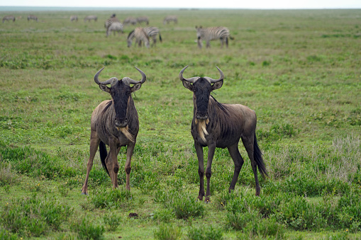 Widebeest in Ndutu region - Tanzania