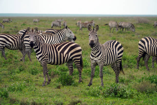 istock Zebras in Ndutu Region - Tanzania 1695400559