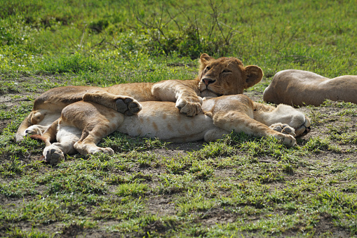 Lions in Ndutu region - Tanzania