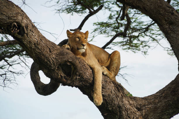 istock Climbing Lions - Perched Lions in Ndutu region - Tanzania 1695400607