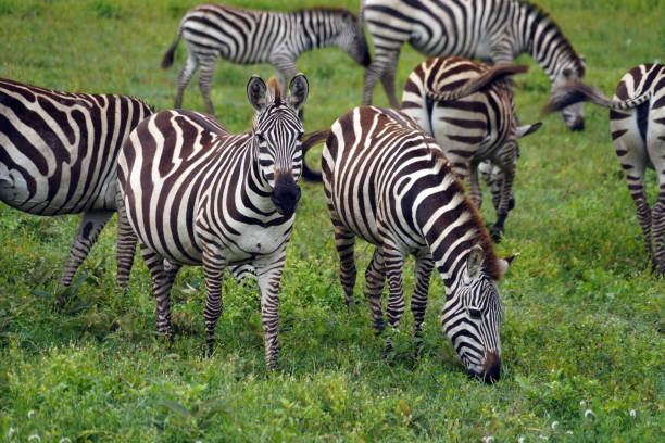 istock Zebras in Ndutu Region - Tanzania 1695401736