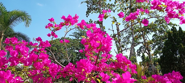 Beautiful red bougainvillea in front of the green leaves