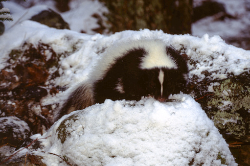 Beautiful striped skunk in warm morning light. Stink badger