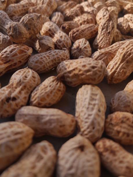 surowa żywność : orzeszki ziemne - peanut legume textured effect fat zdjęcia i obrazy z banku zdjęć