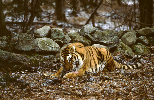 Big striped tiger (Panthera tigris) walking among green vegetation