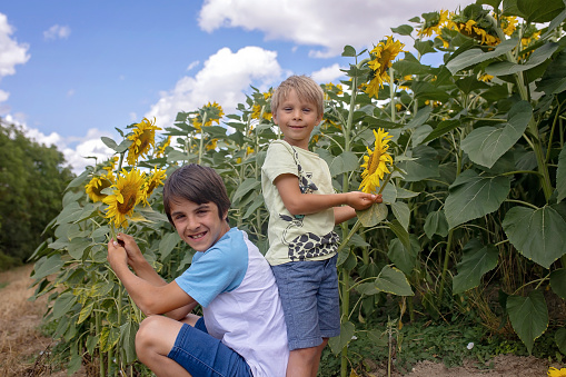 Beautiful blond child, boy, playing with sunfrowers in a field, summertime, sunny day