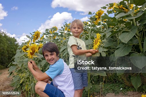 Beautiful blond child, boy, playing with sunfrowers in a field, summertime