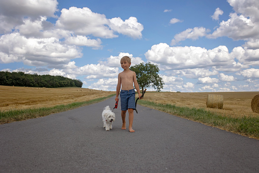 Beautiful blond child, boy, walking on rural road with his sweet little maltese pet dog. Amazing landscape, rural scene with clouds, tree and empty road summertime, fields of haystack next to the road, summer