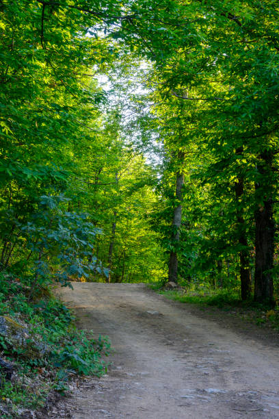 Green chestnut forest in spring crossed by a dirt road