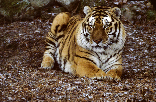 A tiger resting on a log with paws draped over