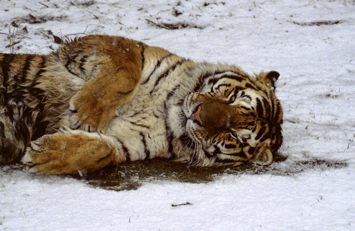 Siberian tiger is a largest tiger in the world and the most northern tiger population. Siberian tiger has the thickest and the longest fur. It has fewer stripes than other subspecies. Total number of stripes can reach 100.