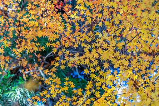 Japanese Maple, Autumn leaves in Japan.