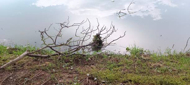 istock Nature on the river bank 1695424252