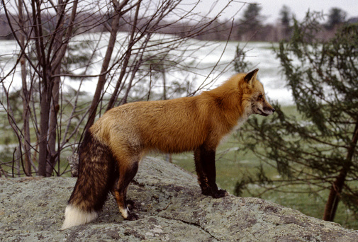 The red fox is best identified by its reddish coat, black legs and ears, and long, white-tipped, bushy tail. It has an elongated muzzle, pointed ears, and a white underside. Other color phases are uncommon but include silver, black, and a cross, always with a white-tipped tail and dark feet.
