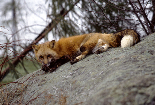 Beautiful male red fox (Vulpes vulpes) sitting on a forest path.