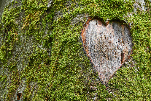 Heart in the bark of a tree trunk