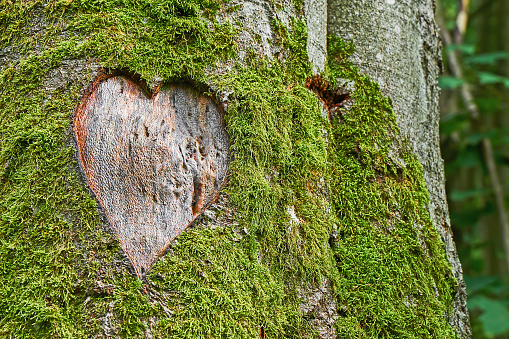 Heart in the bark of a tree trunk