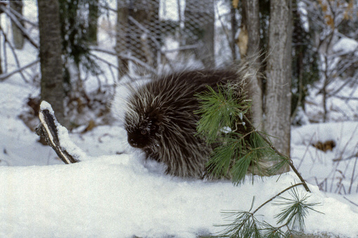 The porcupine is a medium sized animal that grows to a length of 18 to 23 inches and weighs from ten to 28 pounds. In the northeast, it is brown and black in color with the back, sides, and tail covered in sharp quills. There are no quills on the porcupine's face, its underbelly, or the insides of its legs.