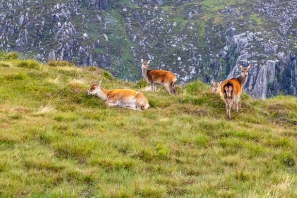 istock Trail in Wicklow mountain with wild deer 1695444205