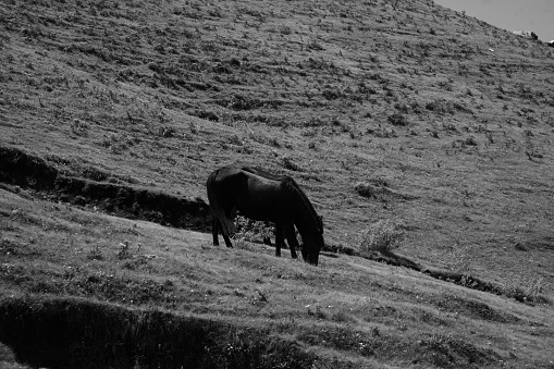 Ayoung woman rides a horse across fields, 34mm black and white film, Devon UK.