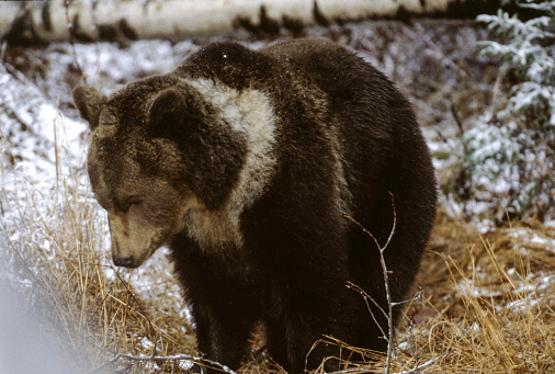 Grizzly bears are large and range in color from very light tan (almost white) to dark brown. They have a dished face, short, rounded ears, and a large shoulder hump. The hump is where a mass of muscles attach to the bear's backbone and give the bear additional strength for digging.