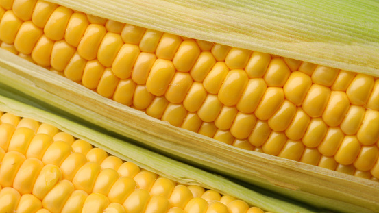 corn cobs close-up. Corn on the cob