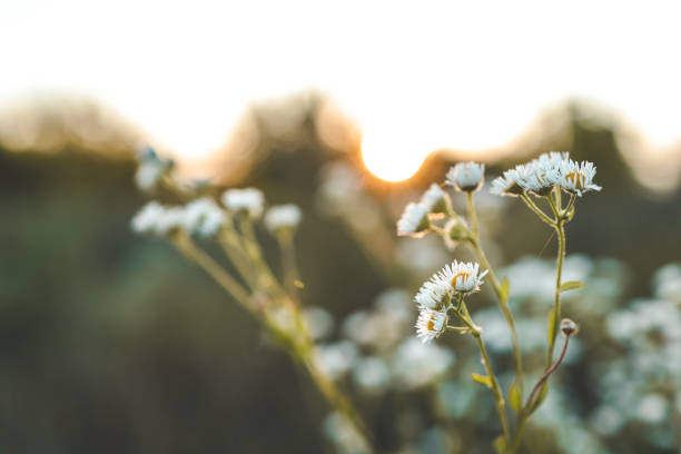 istock Daisies on the field at sunset, beautiful summer background 1695454177