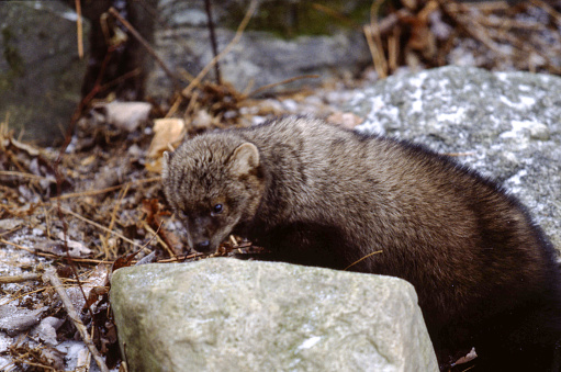 Fishers have long bodies with short legs, rounded ears, and a thick dark brown coat with a bushy tail. Fishers also have five toes with retractable claws making them excellent climbers and hunters. Generally, male fisher are about 20% longer than females and weight nearly twice as much.