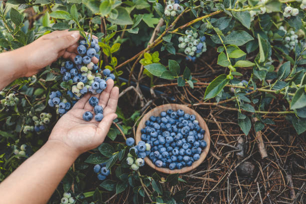 cueillette de bleuets, mains et baies juteuses vue de dessus - blueberry picking freshness berry photos et images de collection
