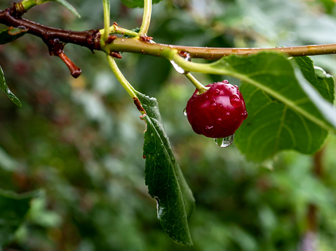 ripe cherry berries on a branch with raindrops in the garden, macro